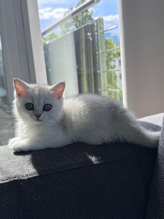 Britisch Kurzhaar 3 Monate jung Weiß