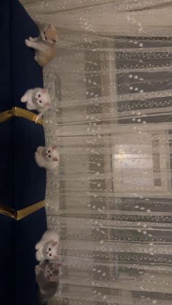 Babykatzen  katteren bkh 3 weiß -1 Graue - 1 orange