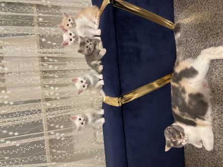 Babykatzen  katteren bkh 3 weiß -1 Graue - 1 orange