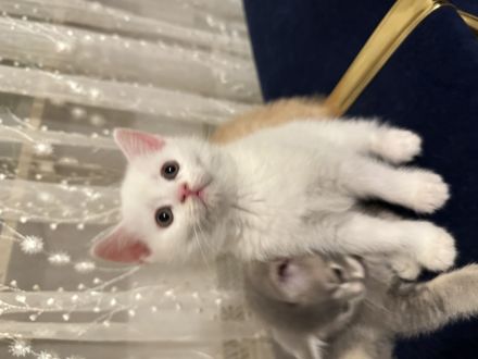 Babykatzen  katteren bkh 3 weiß -1 Graue - 1 orange