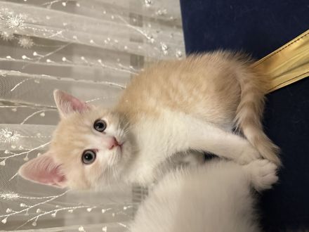 Babykatzen  katteren bkh 3 weiß -1 Graue - 1 orange