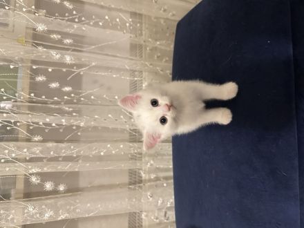 Babykatzen  katteren bkh 3 weiß -1 Graue - 1 orange