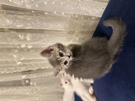 Babykatzen  katteren bkh 3 weiß -1 Graue - 1 orange