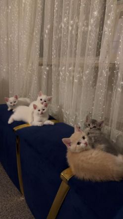 Babykatzen  katteren bkh 3 weiß -1 Graue - 1 orange