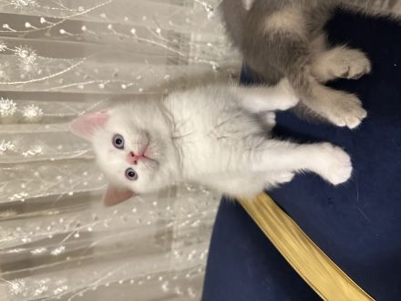 Babykatzen  katteren bkh 3 weiß -1 Graue - 1 orange