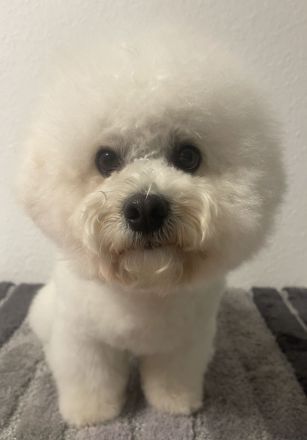 Deckrüde Bichon Frise