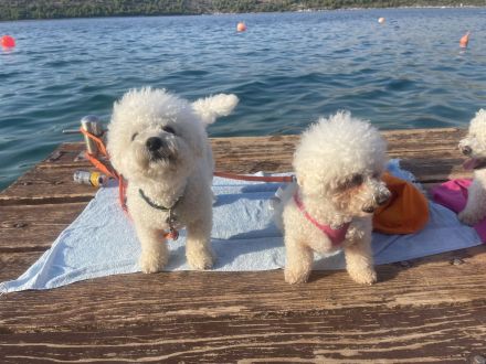 Deckrüde Bichon Frise