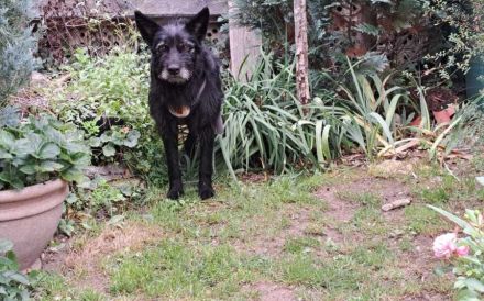 Mariechen sucht ein Zuhause