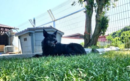 Mariechen sucht ein Zuhause