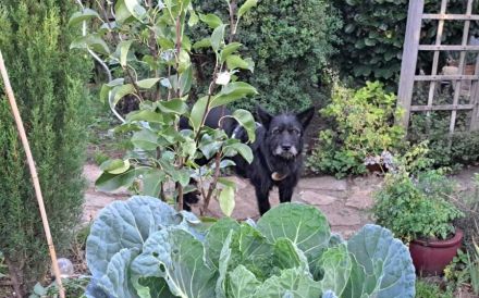 Mariechen sucht ein Zuhause