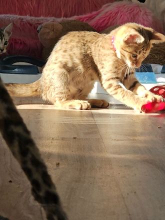 Ocicats suchen neuen Dosenöffner