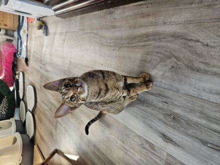 Ocicats suchen neuen Dosenöffner