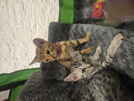 Ocicats suchen neuen Dosenöffner