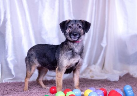 Die hübsche Adele sucht ein liebevolles Zuhause