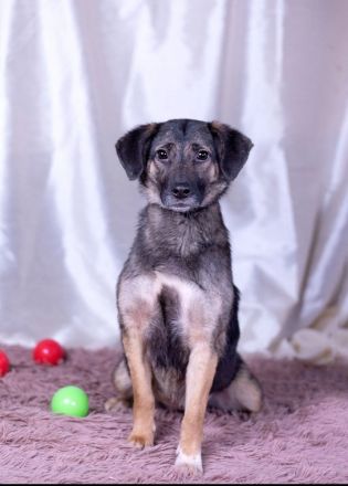 Die hübsche Adele sucht ein liebevolles Zuhause