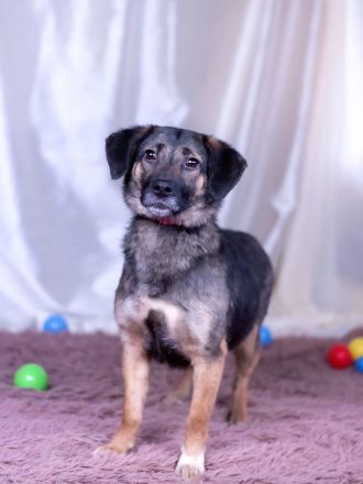 Die hübsche Adele sucht ein liebevolles Zuhause