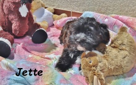 Havaneser Welpe, Hündin mit Ahnentafel, sucht ihre Traumfamilie