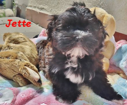 Havaneser Welpe, Hündin mit Ahnentafel, sucht ihre Traumfamilie