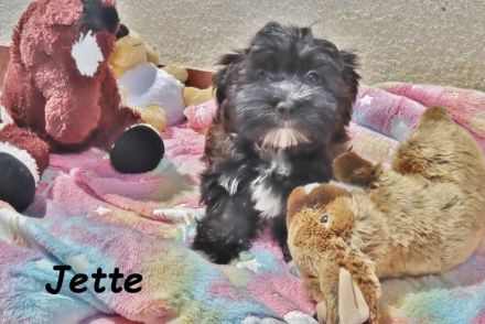 Havaneser Welpe, Hündin mit Ahnentafel, sucht ihre Traumfamilie