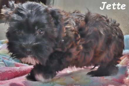 Havaneser Welpe, Hündin mit Ahnentafel, sucht ihre Traumfamilie