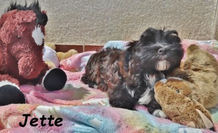 Havaneser Welpe, Hündin mit Ahnentafel, sucht ihre Traumfamilie