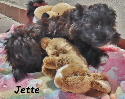 Havaneser Welpe, Hündin mit Ahnentafel, sucht ihre Traumfamilie