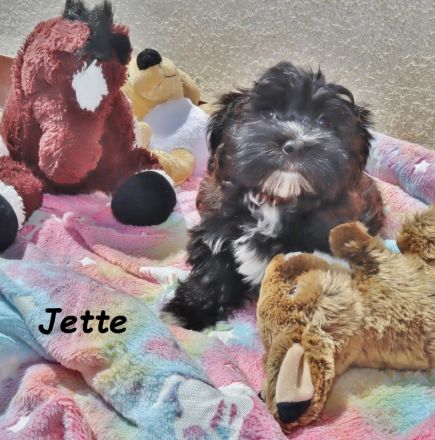 Havaneser Welpe, Hündin mit Ahnentafel, sucht ihre Traumfamilie