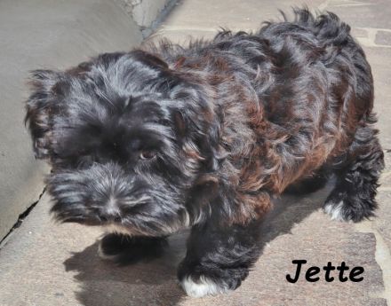 Havaneser Welpe, Hündin mit Ahnentafel, sucht ihre Traumfamilie