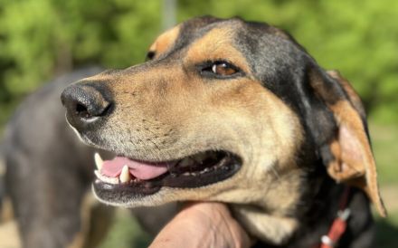 Zuzu sucht ein aktives Zuhause