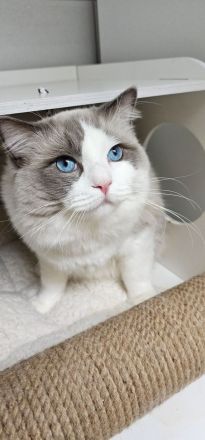 Ragdoll Kitten mit Stammbaum — aus liebevoller Familienaufzucht