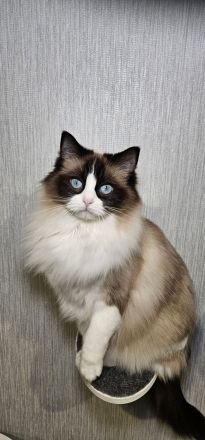 Ragdoll Kitten mit Stammbaum — aus liebevoller Familienaufzucht