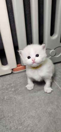 Ragdoll Kitten mit Stammbaum — aus liebevoller Familienaufzucht