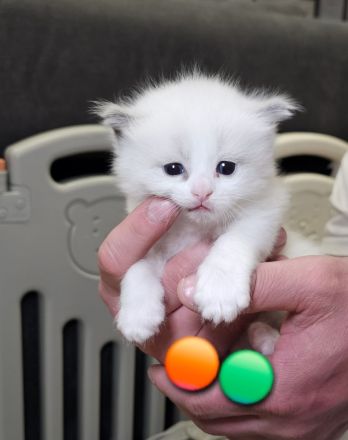 Ragdoll Kitten mit Stammbaum — aus liebevoller Familienaufzucht