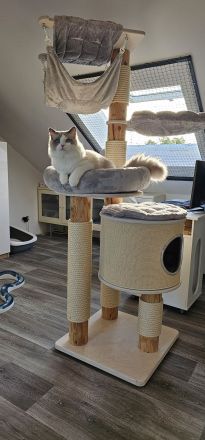 Ragdoll Kitten mit Stammbaum — aus liebevoller Familienaufzucht