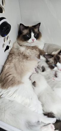 Ragdoll Kitten mit Stammbaum — aus liebevoller Familienaufzucht