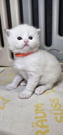 Ragdoll Kitten mit Stammbaum — aus liebevoller Familienaufzucht