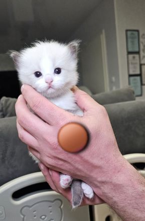 Ragdoll Kitten mit Stammbaum — aus liebevoller Familienaufzucht