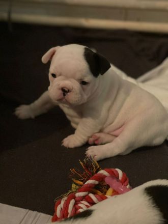 Französische bulldogge welpen. Ab Juni