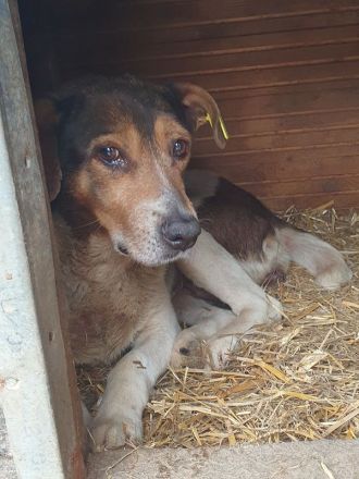 Resi - wer möchte dieser herzberührenden älteren Dame ein schönes Zuhause geben? 10 Jahre, 50 cm