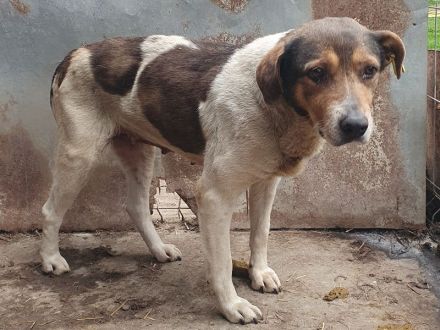 Resi - wer möchte dieser herzberührenden älteren Dame ein schönes Zuhause geben? 10 Jahre, 50 cm