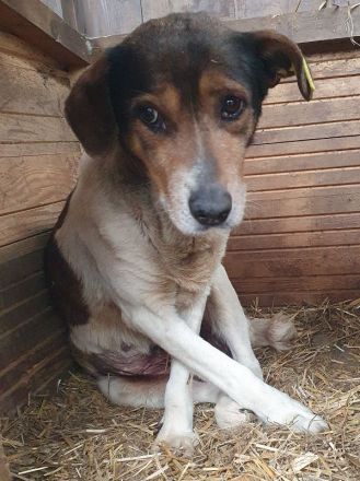 Resi - wer möchte dieser herzberührenden älteren Dame ein schönes Zuhause geben? 10 Jahre, 50 cm