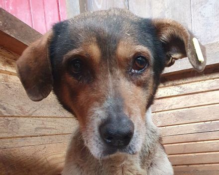 Resi - wer möchte dieser herzberührenden älteren Dame ein schönes Zuhause geben? 10 Jahre, 50 cm