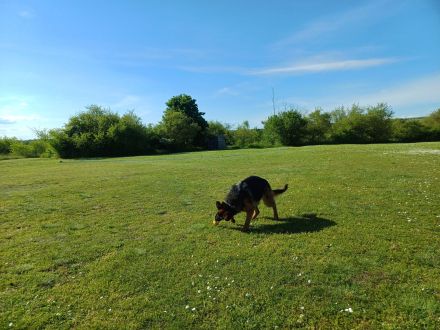 Schäferhund Hündin