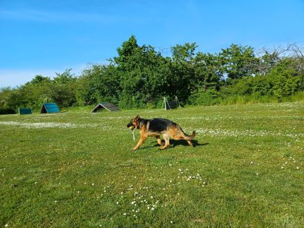 Schäferhund Hündin