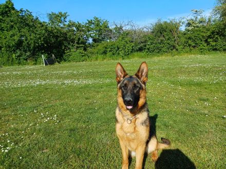 Schäferhund Hündin