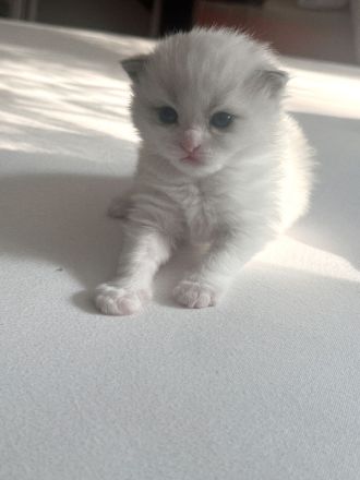 Ragdoll-Deckkater mit Deckerfahrung - traumhaft schön & sanft