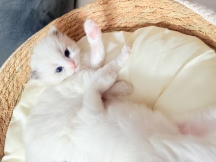 Ragdoll-Deckkater mit Deckerfahrung - traumhaft schön & sanft