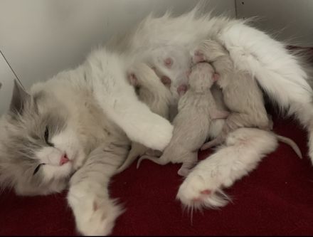 Ragdoll-Deckkater mit Deckerfahrung - traumhaft schön & sanft