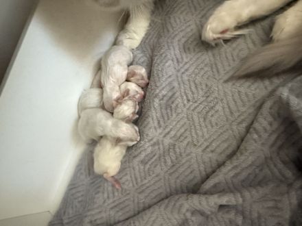 Ragdoll-Deckkater mit Deckerfahrung - traumhaft schön & sanft