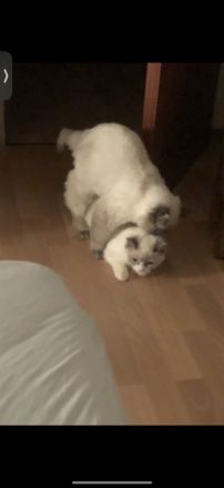 Ragdoll-Deckkater mit Deckerfahrung - traumhaft schön & sanft